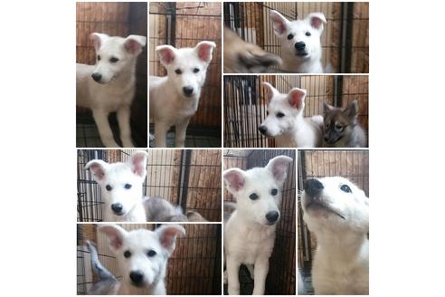 成約済の北海道のその他の犬種-21898の1枚目
