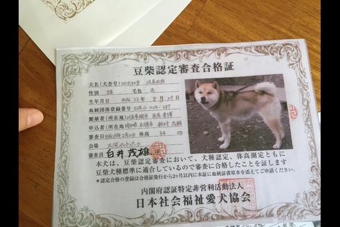 成約済の愛知県の豆柴-21891の2枚目