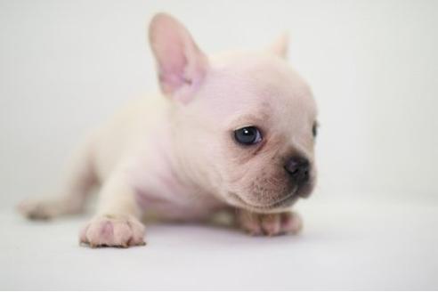 成約済の愛知県のフレンチブルドッグ-20954の2枚目