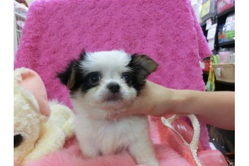 成約済の京都府のチワワ-21924の1枚目