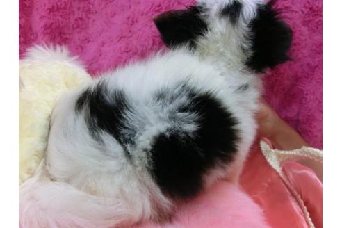 成約済の京都府のチワワ-21924の2枚目