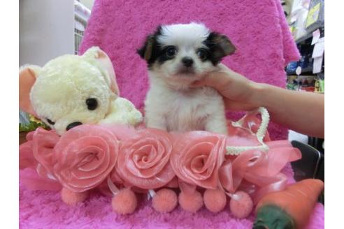 成約済の京都府のチワワ-21924の3枚目