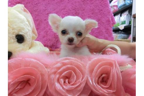 成約済の京都府のチワワ-21925の1枚目