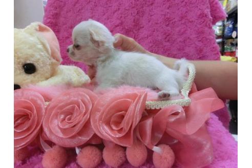 成約済の京都府のチワワ-21925の2枚目