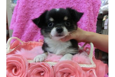 成約済の京都府のチワワ-21926の3枚目