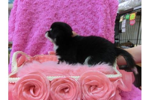 成約済の京都府のチワワ-21926の1枚目