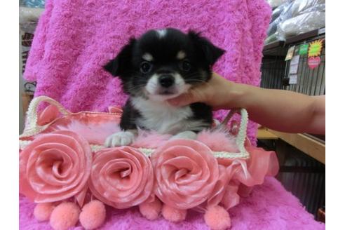 成約済の京都府のチワワ-21926の2枚目