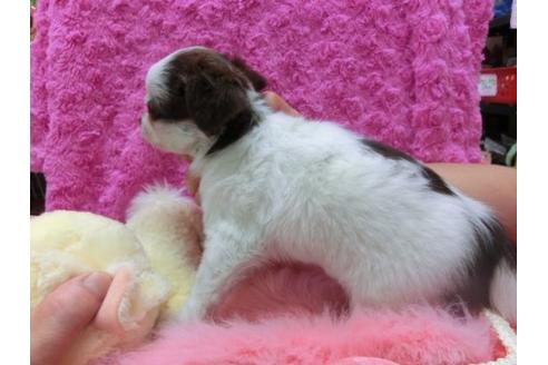 成約済の京都府のチワワ-21927の2枚目