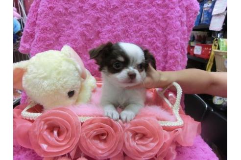 成約済の京都府のチワワ-21927の3枚目