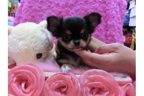 成約済の京都府のチワワ-21928の3枚目