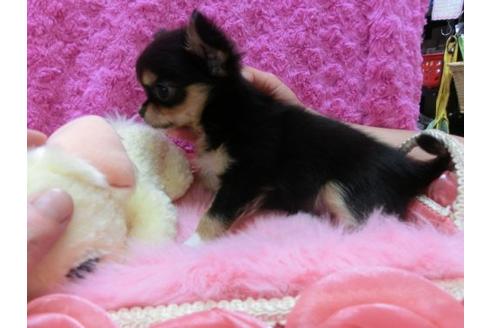 成約済の京都府のチワワ-21928の1枚目