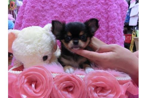 成約済の京都府のチワワ-21928の2枚目