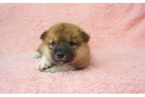 成約済の奈良県の柴犬-21946の1枚目