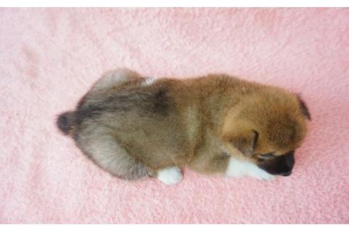 成約済の奈良県の柴犬-21946の2枚目