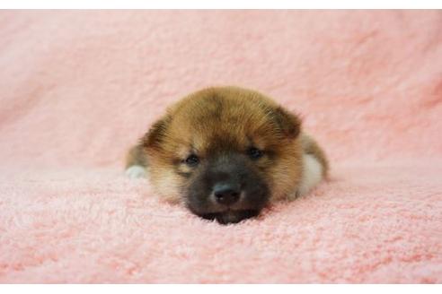 成約済の奈良県の柴犬-21946の3枚目