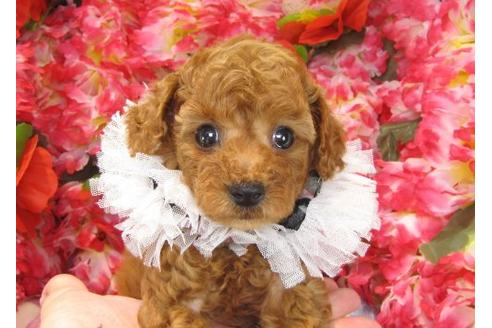 成約済の茨城県のトイプードル-21980の1枚目