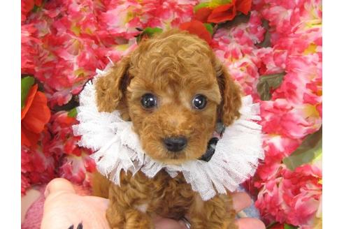 成約済の茨城県のトイプードル-21980の2枚目