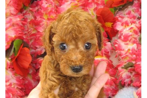 成約済の茨城県のトイプードル-21980の3枚目