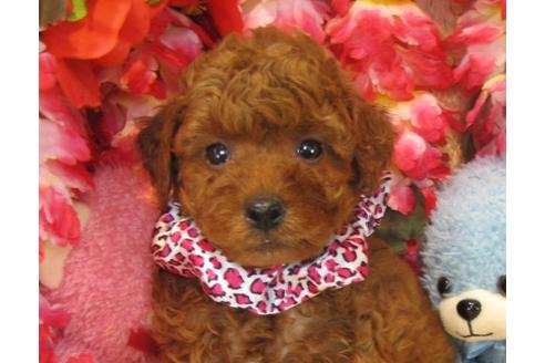 成約済の茨城県のトイプードル-21981の1枚目