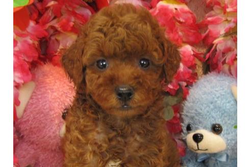 成約済の茨城県のトイプードル-21981の2枚目
