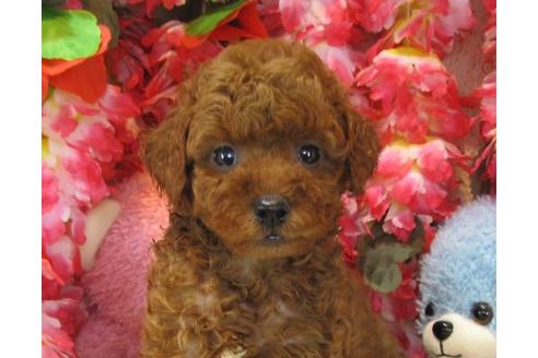 成約済の茨城県のトイプードル-21981の3枚目