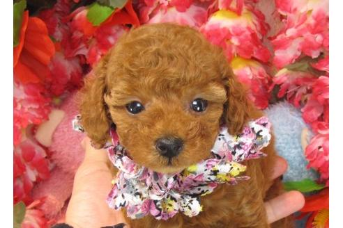 成約済の茨城県のトイプードル-21982の1枚目