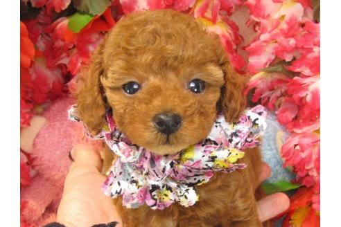 成約済の茨城県のトイプードル-21982の2枚目