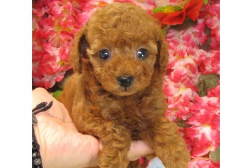 成約済の茨城県のトイプードル-21982の3枚目