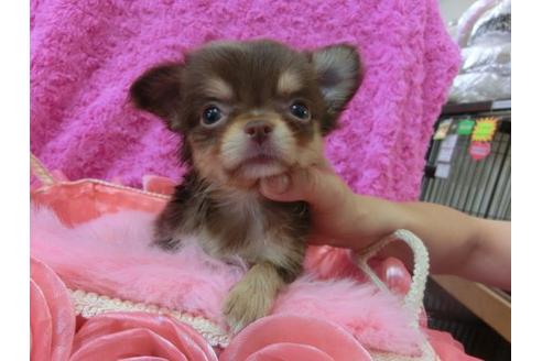 成約済の京都府のチワワ-21984の1枚目