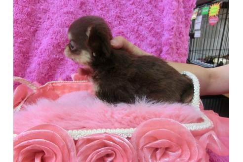 成約済の京都府のチワワ-21984の2枚目