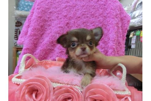 成約済の京都府のチワワ-21984の3枚目