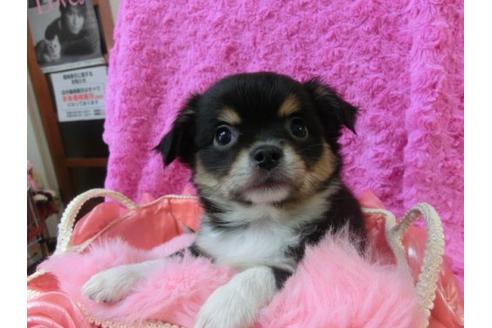 成約済の京都府のチワワ-21985の1枚目