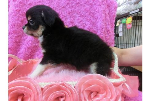 成約済の京都府のチワワ-21985の2枚目