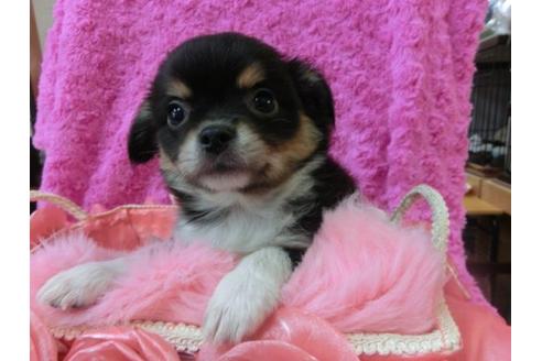 成約済の京都府のチワワ-21985の3枚目