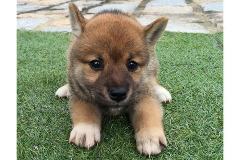 成約済の長崎県の柴犬-20496の1枚目