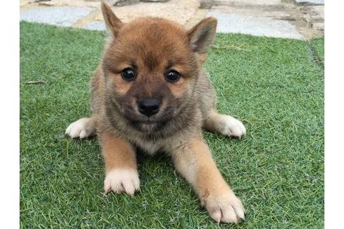 成約済の長崎県の柴犬-20496の2枚目