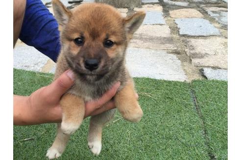 成約済の長崎県の柴犬-20496の3枚目
