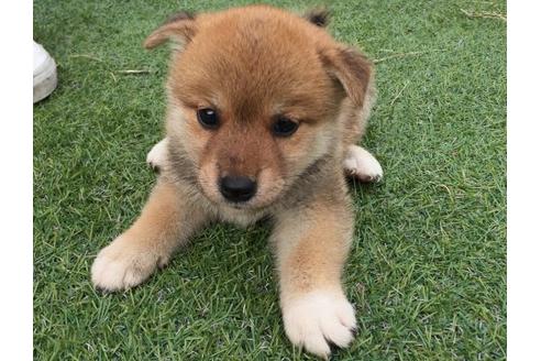 成約済の長崎県の柴犬-20497の2枚目