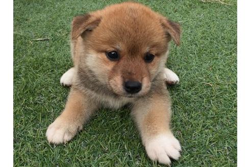 成約済の長崎県の柴犬-20497の3枚目