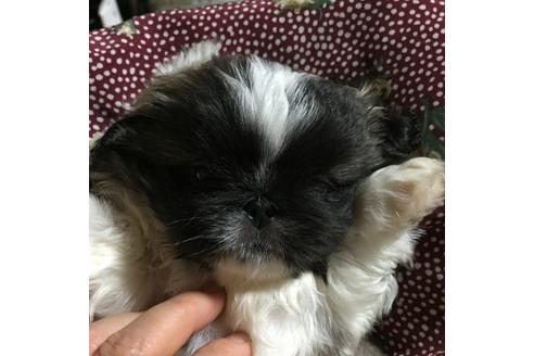 成約済の福岡県のペキニーズ-22030の3枚目
