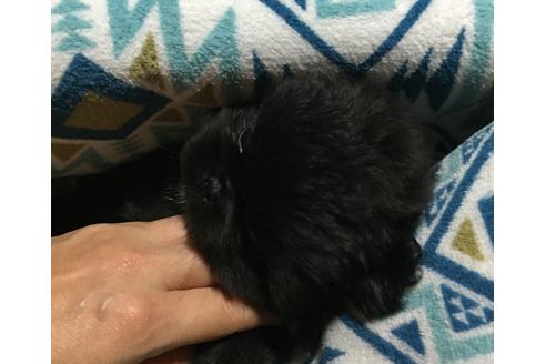 成約済の福岡県のペキニーズ-22031の3枚目