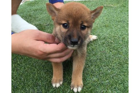 成約済の長崎県の柴犬-20494の3枚目