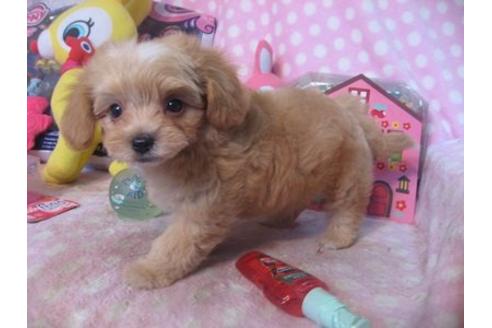 成約済の静岡県のミックス犬-22044の1枚目