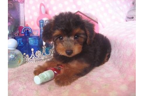 成約済の静岡県のミックス犬-22046の2枚目