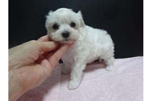 成約済の大阪府のマルチーズ-22055の2枚目
