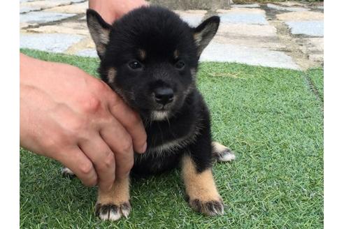 成約済の長崎県の柴犬-20498の1枚目