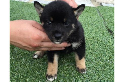 成約済の長崎県の柴犬-20498の2枚目