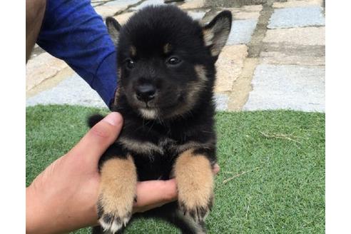 成約済の長崎県の柴犬-20498の3枚目