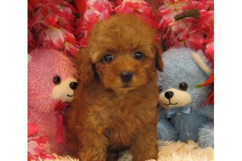 成約済の茨城県のトイプードル-22057の1枚目