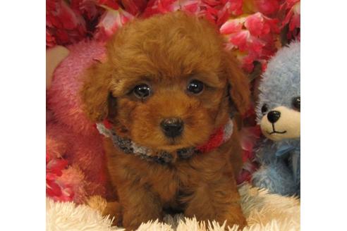 成約済の茨城県のトイプードル-22057の2枚目